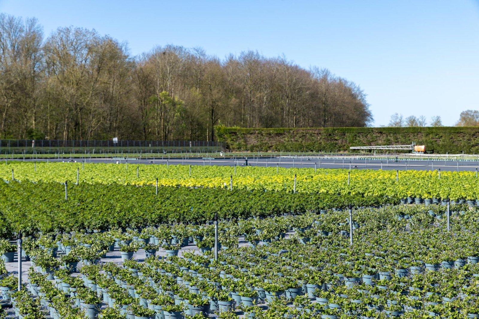 bulk plant supplier nursery